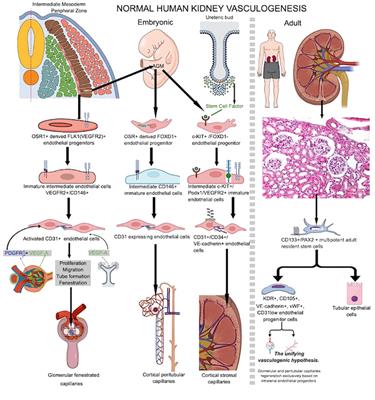 Exploring vasculogenesis in the normal human kidney and clear cell renal cell carcinoma: insights from development to tumor progression and biomarkers for therapy response